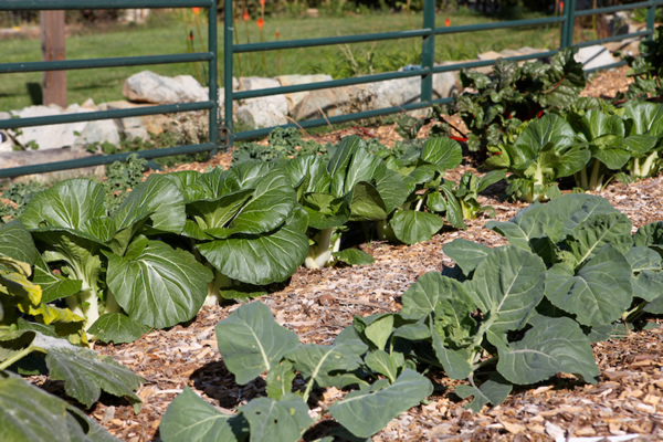 Touring A Back To Eden Garden Peak Prosperity