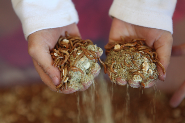 Raising Mealworms for Chicken Food - The Prepper Journal
