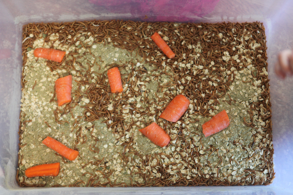 Raising Mealworms for Chicken Food - The Prepper Journal