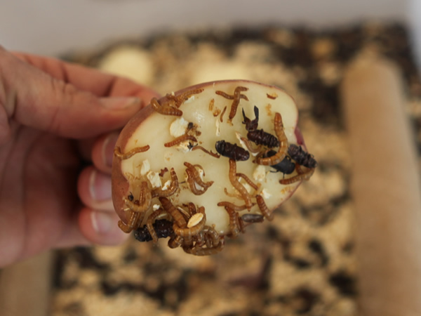 Raising Mealworms for Chicken Food - The Prepper Journal