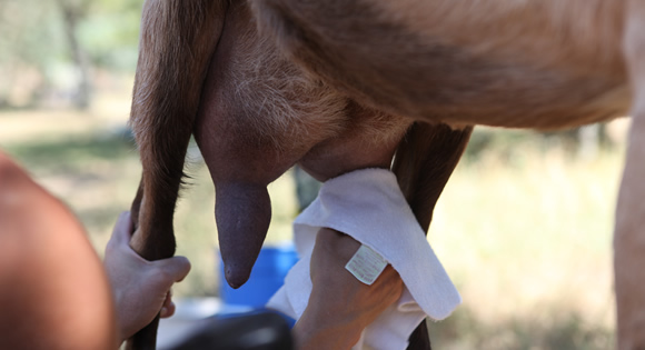 Milking A Goat By Hand Peak Prosperity